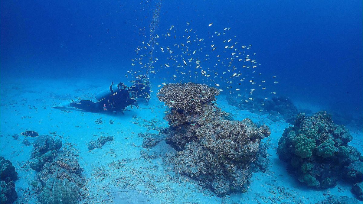 平日の海に潜るダイバーと魚群